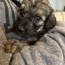 Goldendoodle Puppies from Heartshine Doodles