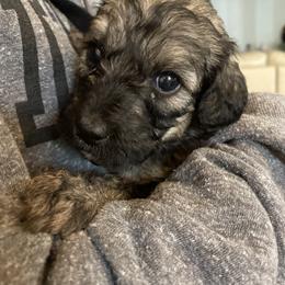 Goldendoodle Puppies from Heartshine Doodles