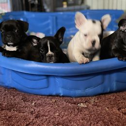 Boston Terrier and French Bulldog Puppies from High Plains