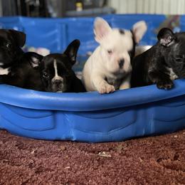 Boston Terrier and French Bulldog Puppies from High Plains
