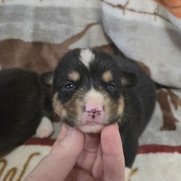 Jesse - Black and tan male Pembroke Welsh Corgi puppy in Chariton, Iowa from Kickin It Acres BCs