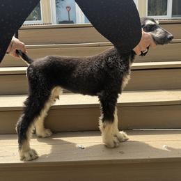 Puppy Girl 1 - Black and tan female Afghan Hound puppy in Carlisle, Pennsylvania from Winterberry Afghan Hounds