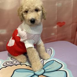 Remy - Apricot male Poodle puppy in Mobile, Alabama from Semmy’s Standard Poodle LLC