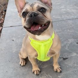 Bindi - French Bulldog
