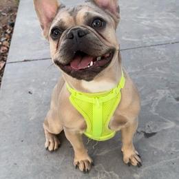 Bindi - French Bulldog