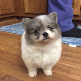 Pomeranian Puppies from POMS USA