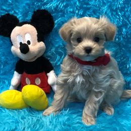 Tiny Toby - Apricot male Maltipoo puppy in Taft, Tennessee from Knight Pups