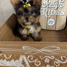 Newman - Blue and gold male Yorkshire Terrier puppy in Maple Heights, Ohio from Yorkiesllc