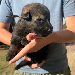Pink - Sable female German Shepherd puppy in Louisburg, North Carolina from C6 Ranch & Shepherds
