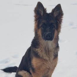 German Shepherd Puppies from Krudup German Shepherds