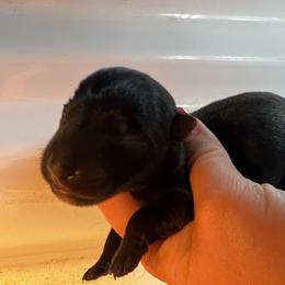 Asher - Black male Scottish Terrier puppy in Chattanooga, Tennessee from Oodles of Cuties!