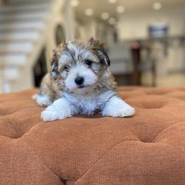 Goldendoodle and Havapoo Puppies from Lady Paws Puppies