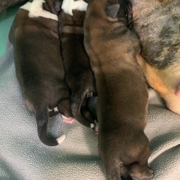Boxer Puppies from Von Royal Dell'Infinite Bellissimo Deutscher