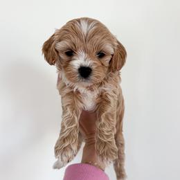Poppy - female Cavapoochon puppy in Morris, Pennsylvania from Heartland Puppies