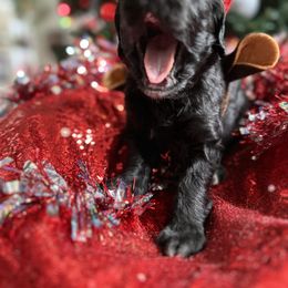 Goldendoodle Puppies from Sweetgrass Goldendoodles of Moncks Corner