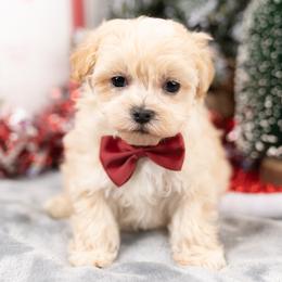 Cavapoo, Cockapoo, Maltipoo, and Poodle Puppies from My Doodle Puppy