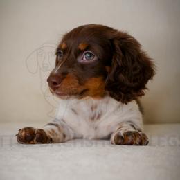 Reese - Piebald female Dachshund puppy in Temecula, California from Naomi Magee's Dachshund Kennel
