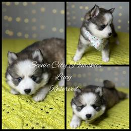 Lucy - Silver and white female Pomsky puppy in Rossville, Georgia from Scenic City Pomskies