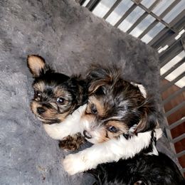 Yorkipoo and Yorkshire Terrier Puppies from Bougie Paws LLC