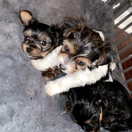Yorkipoo and Yorkshire Terrier Puppies from Bougie Paws LLC