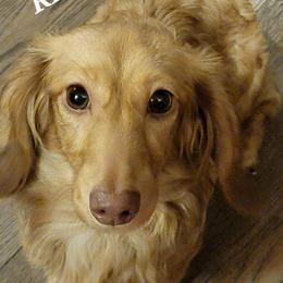 Rio - Dachshund