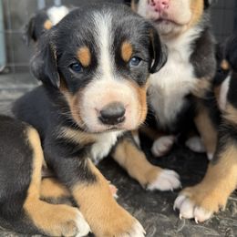 Blue boy - Black, white and red male Greater Swiss Mountain Dog puppy in Woodland, Washington from Woodland Swissie’s