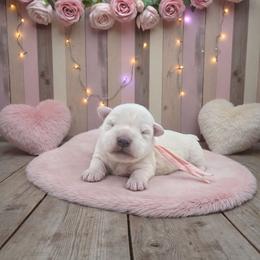 Pinky toes - White female Miniature Schnauzer puppy in Houston, Texas from Haughton Farm