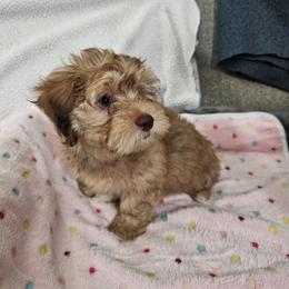 Havapoo Puppies from Derbyville Havapoos