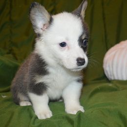 Cece - Blue female Pembroke Welsh Corgi puppy in Hartford, Arkansas from Chase Em All Corgis