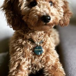 Poodle All Grown Up from Anastasiya