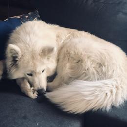 Samoyed Puppies from Morning Star Samoyeds