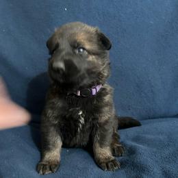 Jodie - Sable female German Shepherd puppy in Milan, Illinois from Stonewick German Shepherds