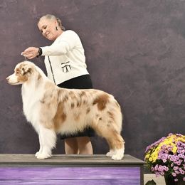 Australian Shepherds and Miniature American Shepherds from Shawnkara Australian Shepherds & Miniature American Shepherds