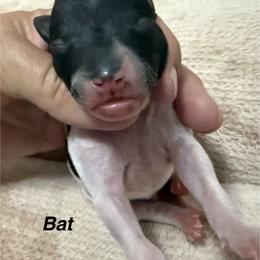 Bat - White and black male American Hairless Terrier puppy in Buckingham, Illinois from Gaus Hof