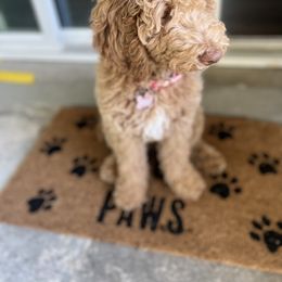 Aussiedoodle and Goldendoodle Puppies from Sweet Canaan Farm - Doodles