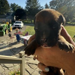 Austin - Fawn male Boxer puppy in Jamesville, New York from Reynolds Homestead Boxers