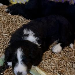 Bernedoodle Puppies from Beckett’s Bernedoodles