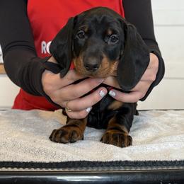 Hootenanny (Red) - Black and tan male Dachshund puppy in Rapidan, Virginia from Cedar Run Border terriers and Dachshunds