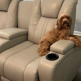 Sophie - Cockapoo
