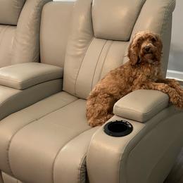 Sophie - Cockapoo