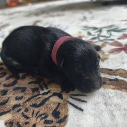 Blossom - Bi-color female German Shepherd puppy in Southern Maryland, Maryland from Reddington Shepherds