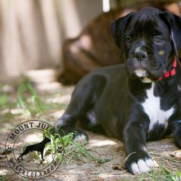 Boxer Puppies from Mount Juliet Boxers of Nabors