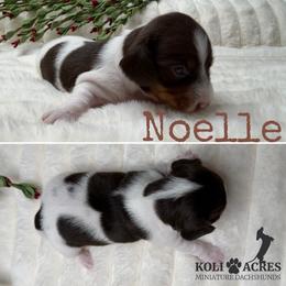 Noelle - Piebald female Dachshund puppy in Kemp, Texas from Koli Acres