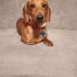 Henry - Dachshund
