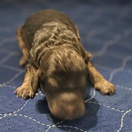Storm - Phantom female Goldendoodle puppy in Freedom, New York from Samantha's Goldendoodles