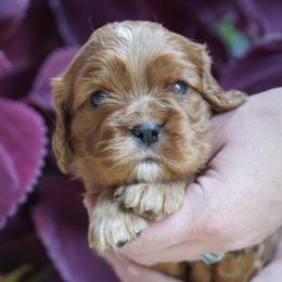 Storm - Ruby male Cavalier King Charles Spaniel puppy in Lula, Georgia from Cavaliers by Crumley