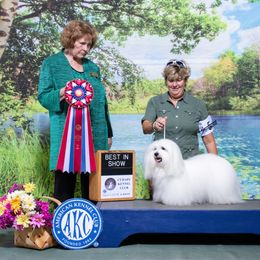 Coton de Tulear All Grown Up from Kanto Cotons
