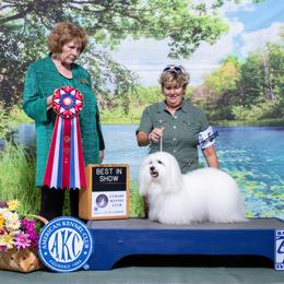 Coton de Tulear All Grown Up from Kanto Cotons