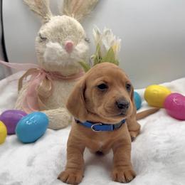Bluey - Red male Dachshund puppy in Goodyear, Arizona from AZ Royal Doxies llc