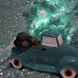 Wolf sable girl - Wolf sable female Pomeranian puppy in Taylor, Texas from Regal Poms